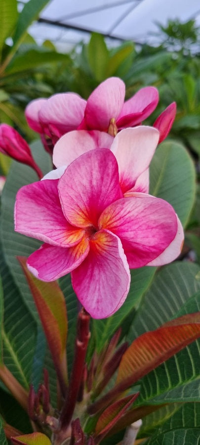 CP Pink Shimmer