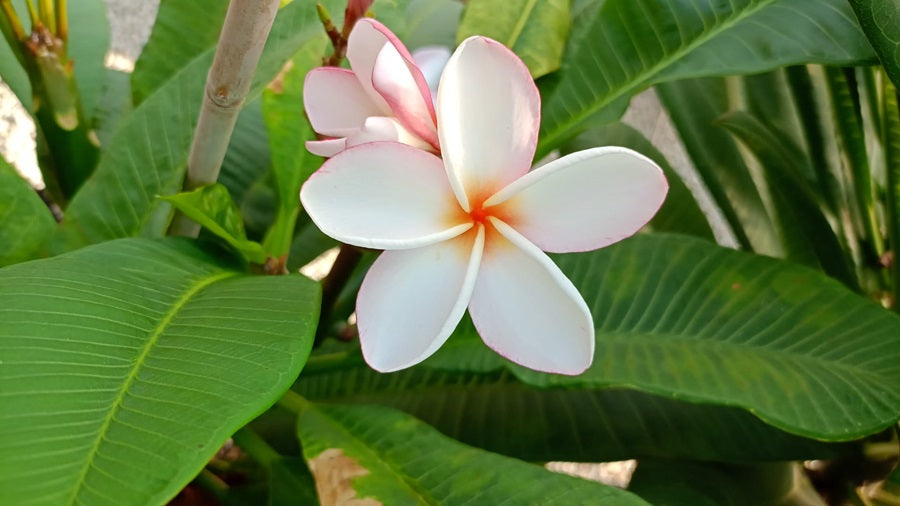CP White Lotus
