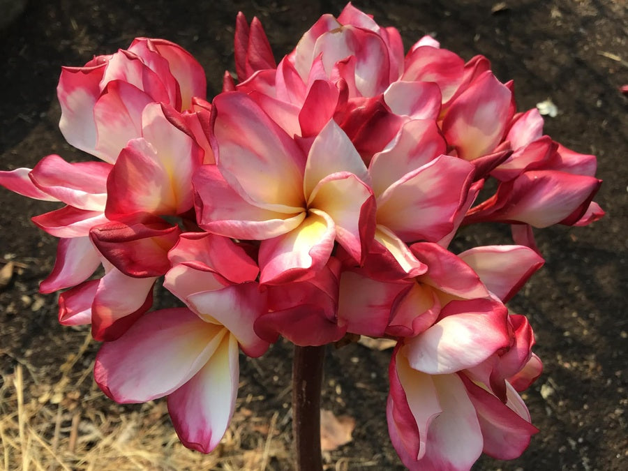 Pink Unforgettable
