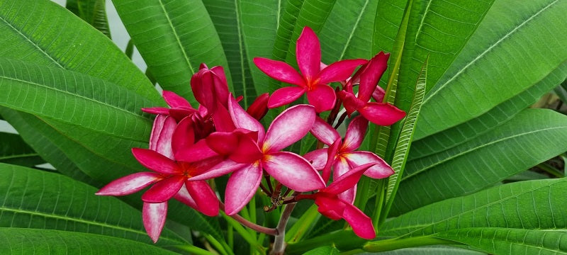 Red Stella