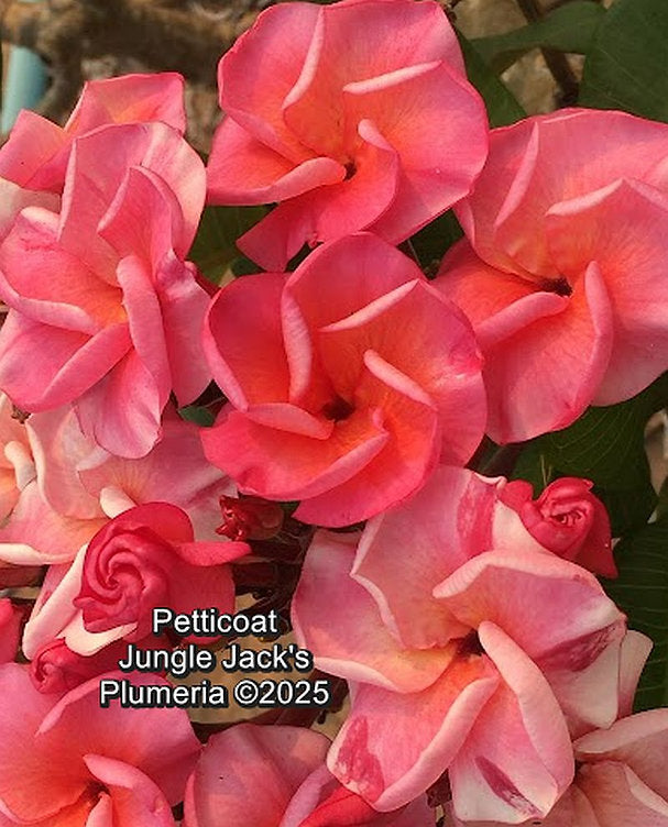 Petticoat