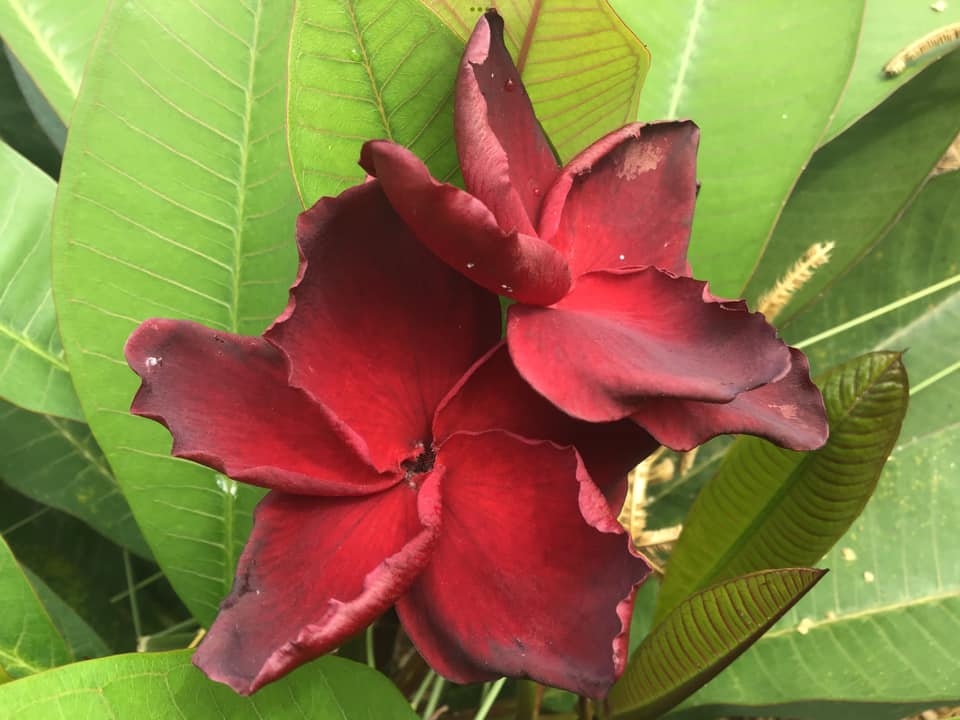 Black Ruffles