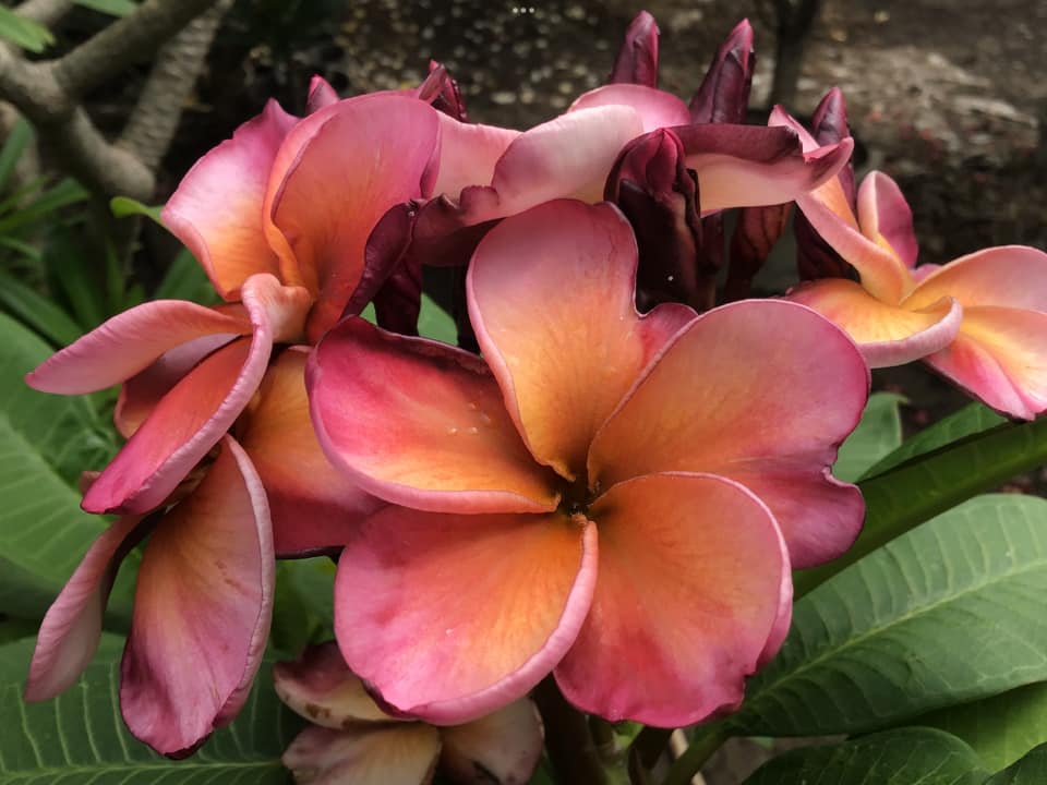 Bronze Rose