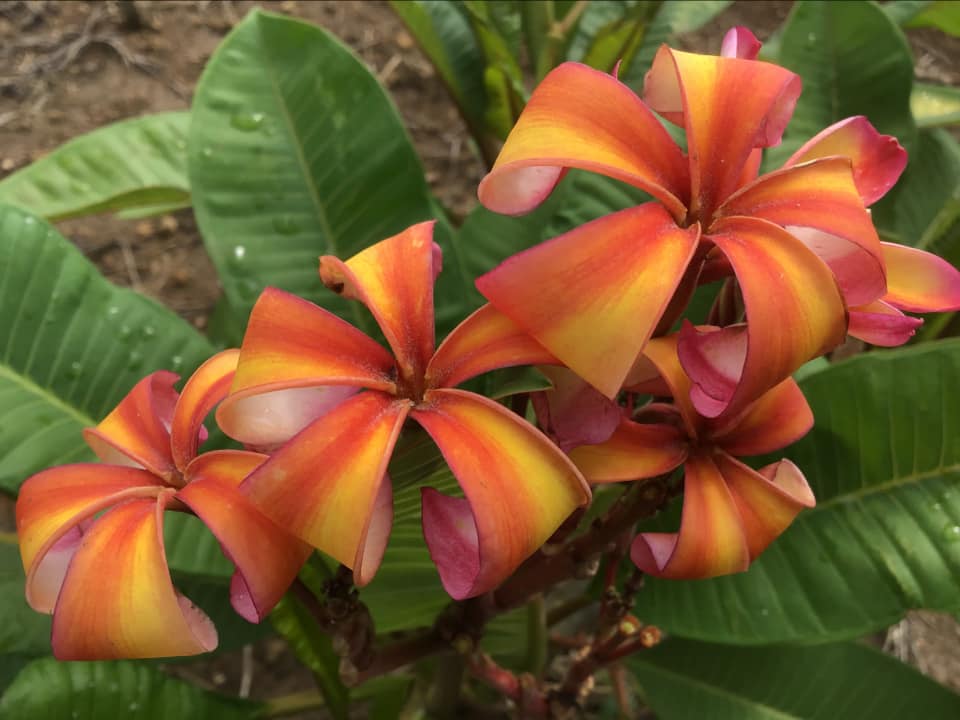 Dwarf Orange Eden