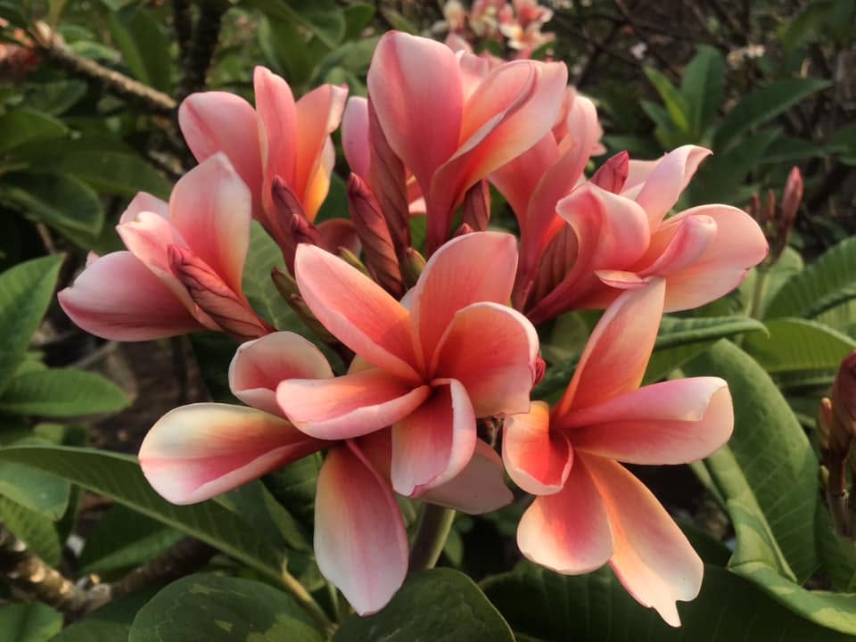 Dwarf Summer Peach