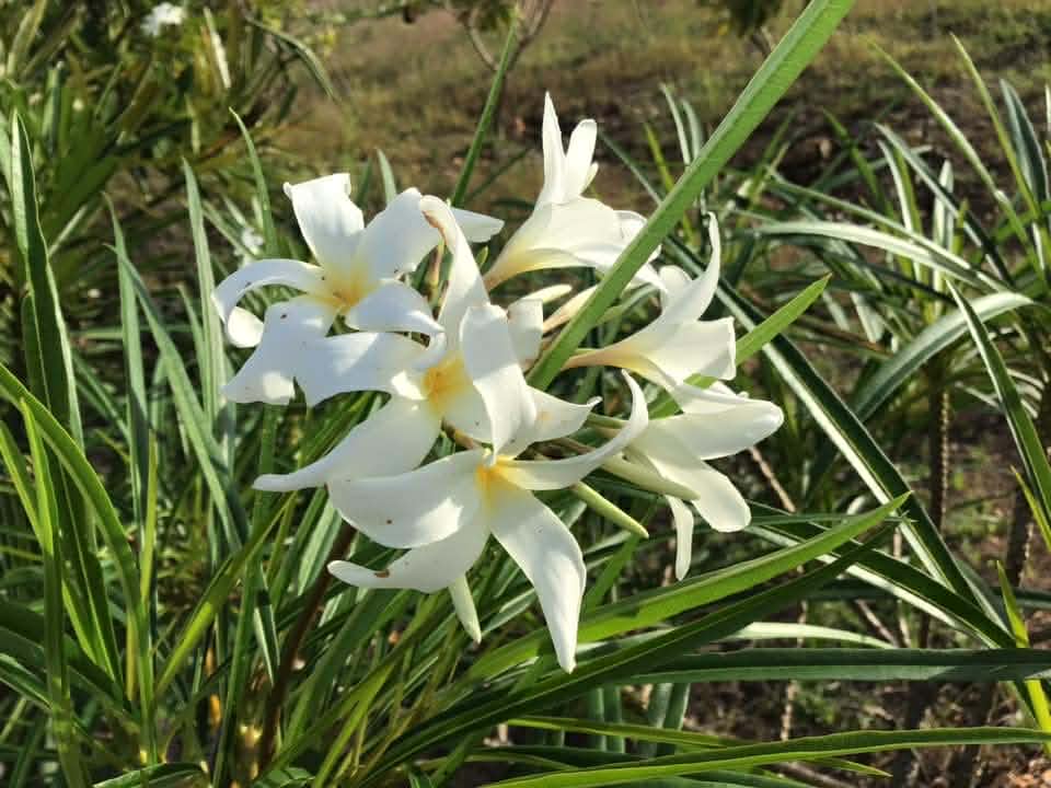 Plumeria Filifolia Hybrid