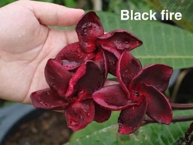 Black Fire