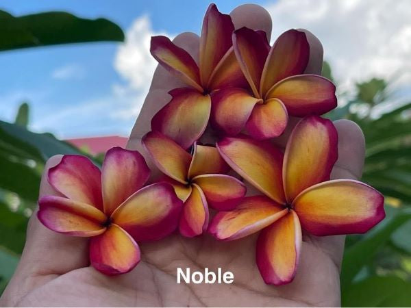 Noble