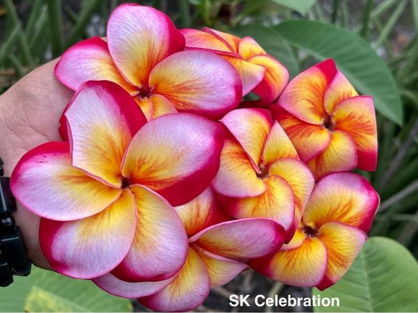 Sk Celebration