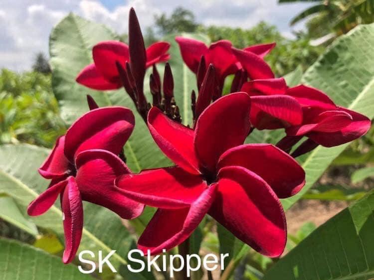 Sk Skipper