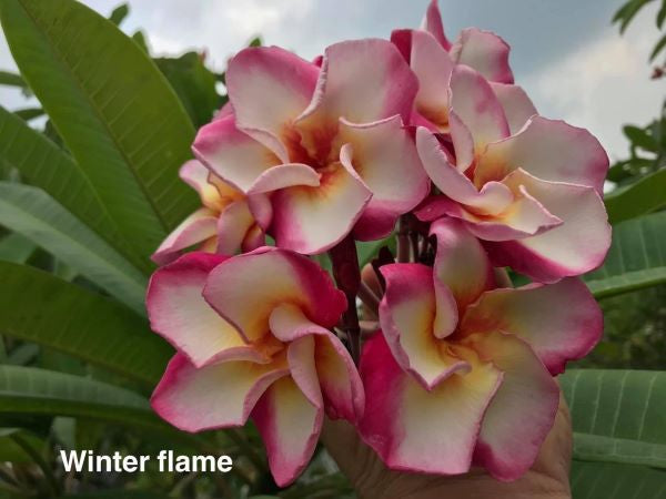 Winter Flame
