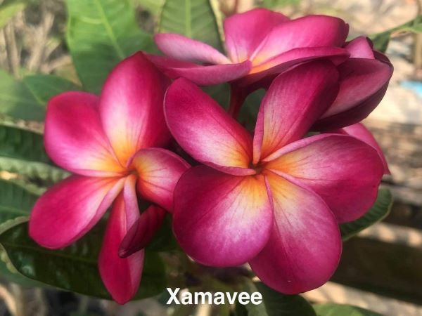 Xamavee