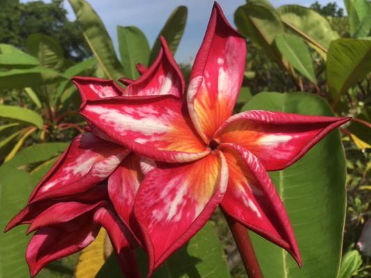 Brilliant Star