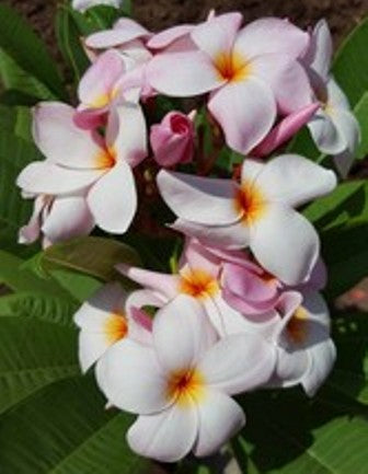 Rosa OBP