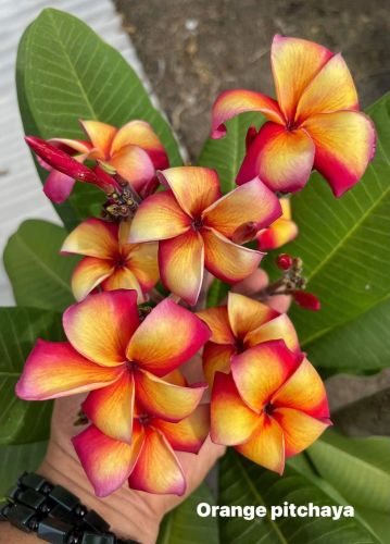 Orange Pichaya
