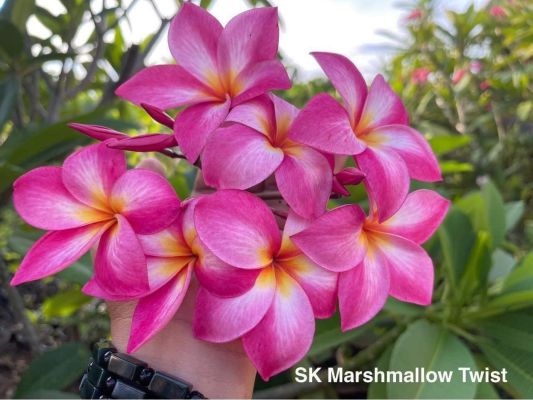 Sk Marshmallow Twist