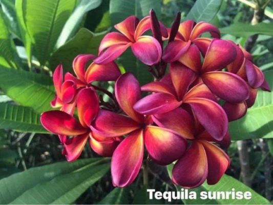 Tequila Sunrise