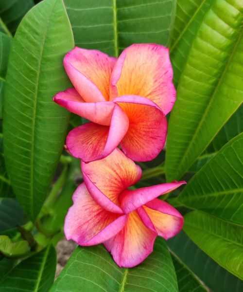 Thai Orange