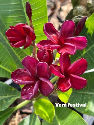 Vera Festival