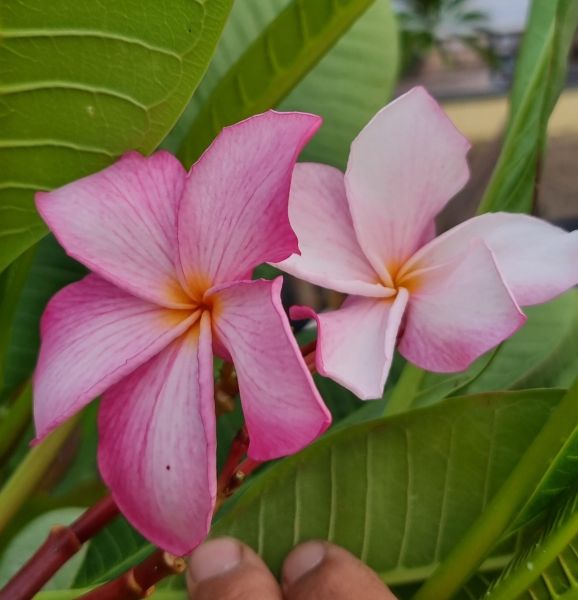 CP Light Pink
