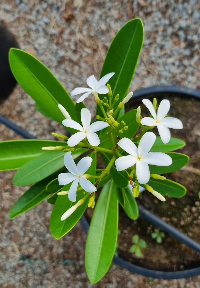 Plumeria Ekmani