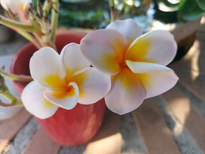 CP Sikelia White