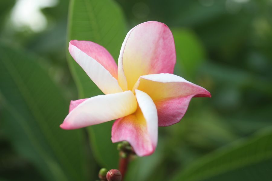 CP Silk Sunset