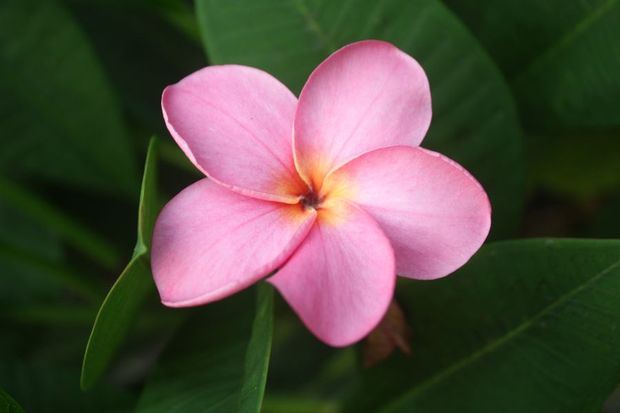 CP Pink Panther
