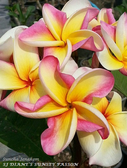 SJ Diane's Sunset Passion
