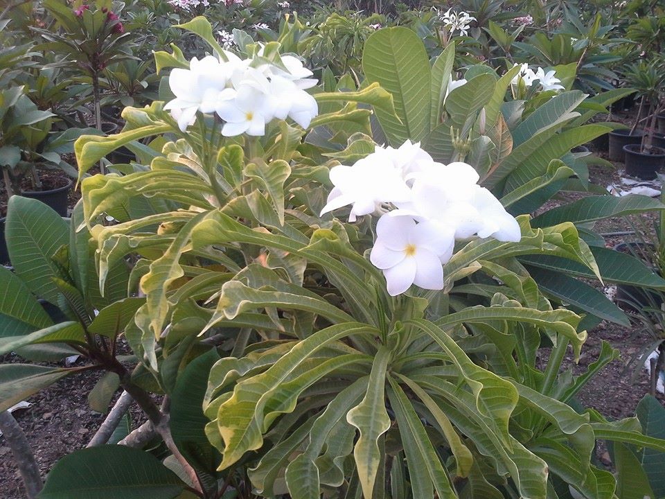 Pudica Variegated