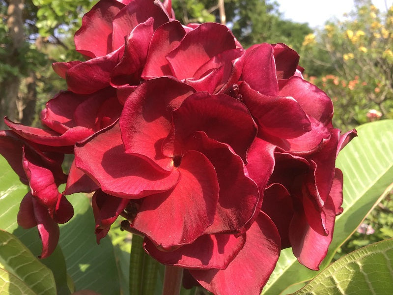 Habanera