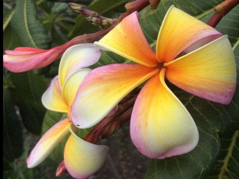 Singapore White Seedling (Rainbow)