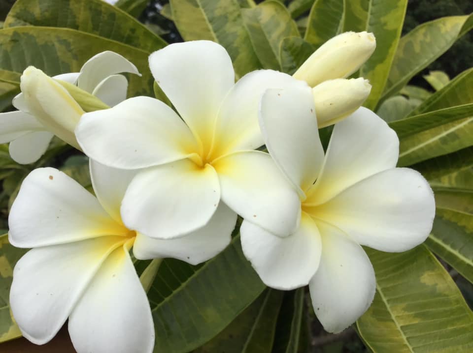 Singapore White Variegated