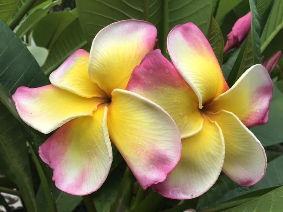 Purple Serendipity Seedling