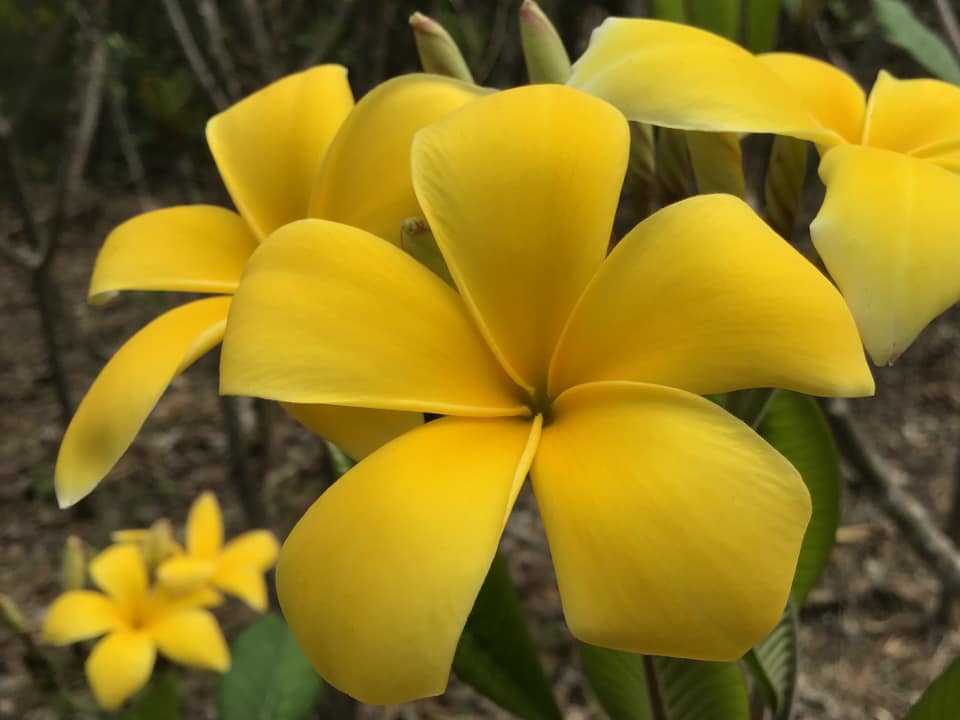 El Dorado Gold