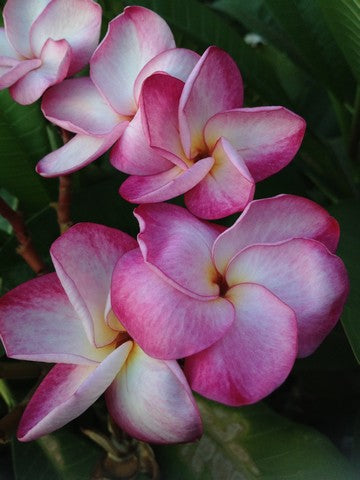 Serenity Royal