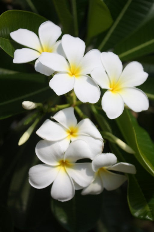 P. Obtusa Singapore
