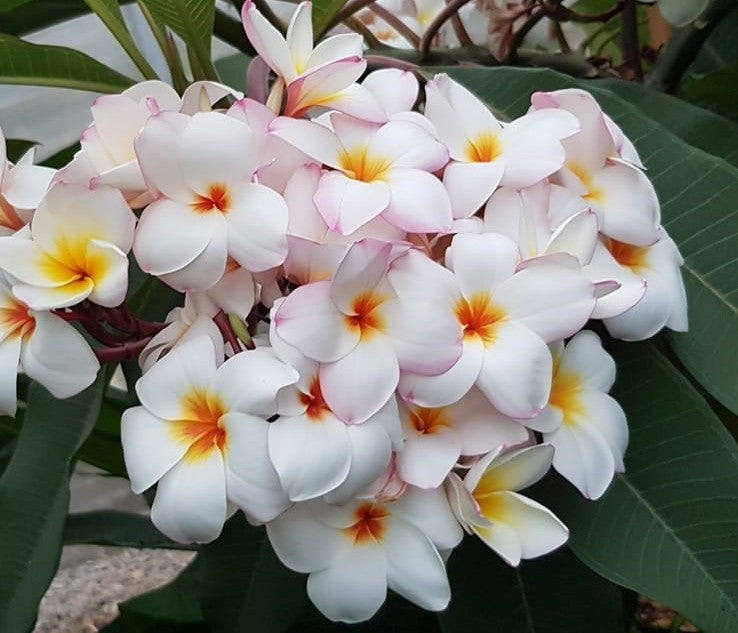 JL Bleeding Heart