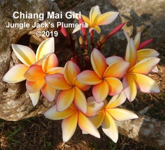 Chiang Mai Girl