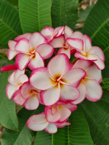 Siam Happyness