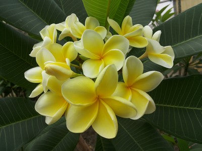 Australian Yellow aka Bowen Yellow