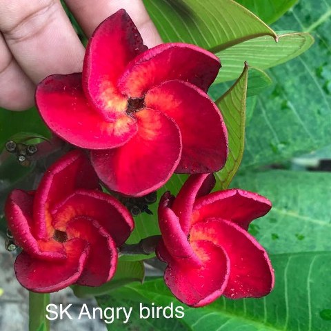Sk Angry Bird