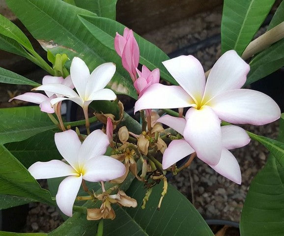 Slaugther Pink