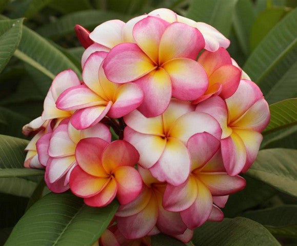 Rainbow Star