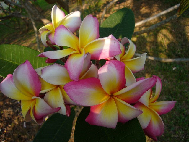 Vibrance