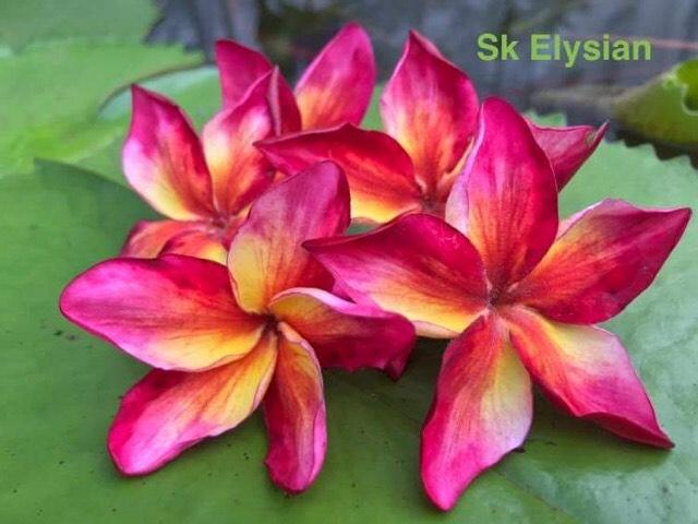 Sk Elysian