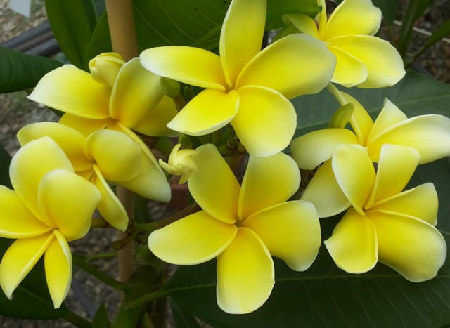Inca Gold