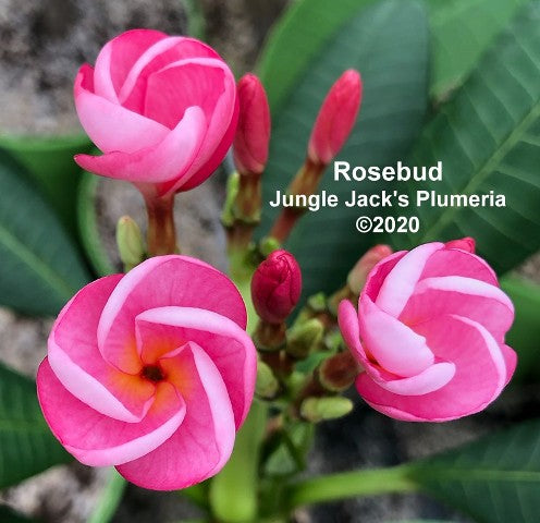 Rosebud