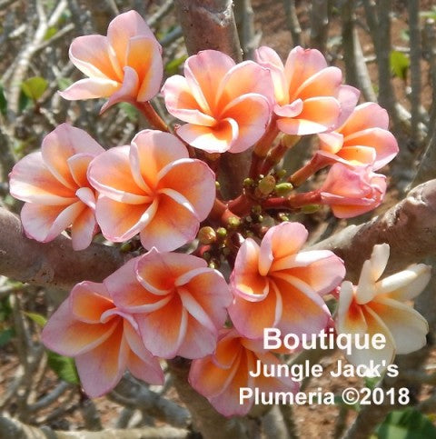 Boutique