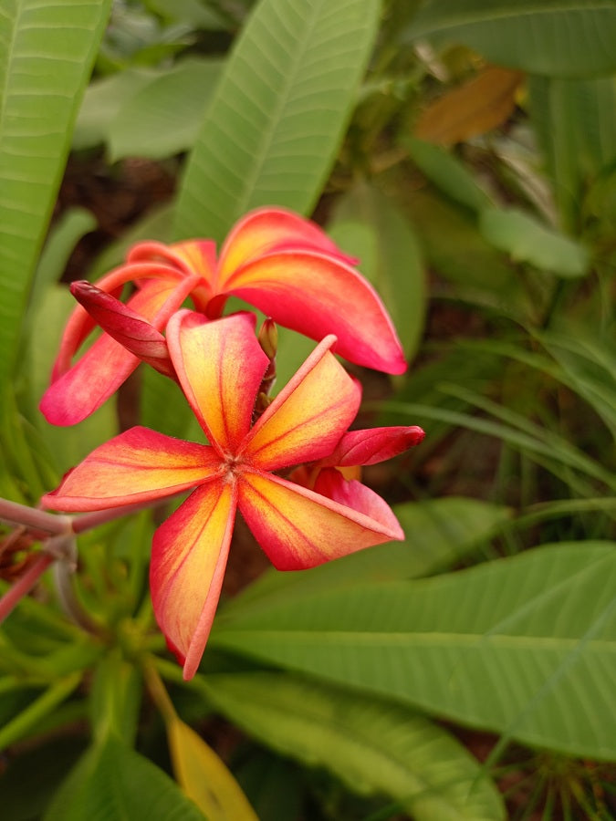 Pinwheel Rainbow